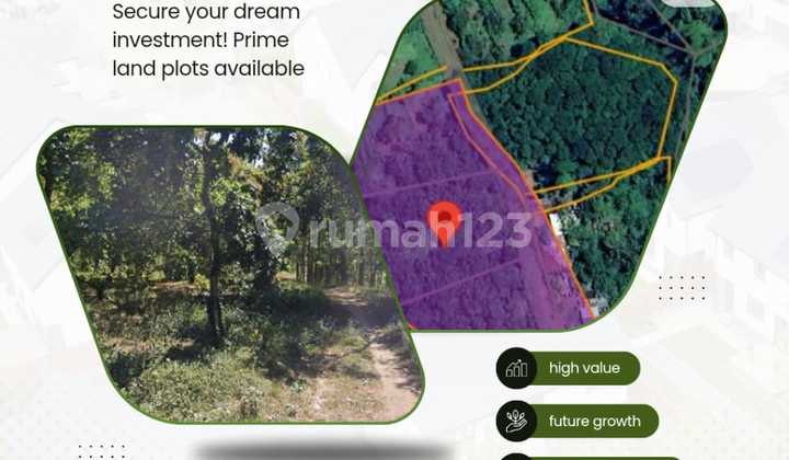 Dijual Tanah 80 Are Sudah Ditanam Mangga Di Buleleng 8780917 Tms