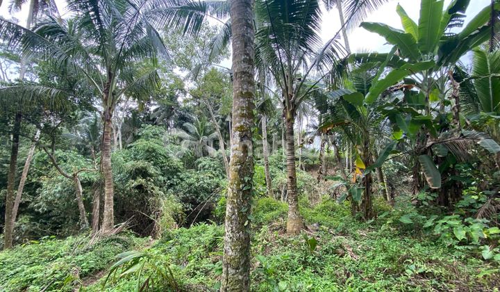 Tanah Premium Luas 160.0 M² Dekat Pantai Brawa Ev