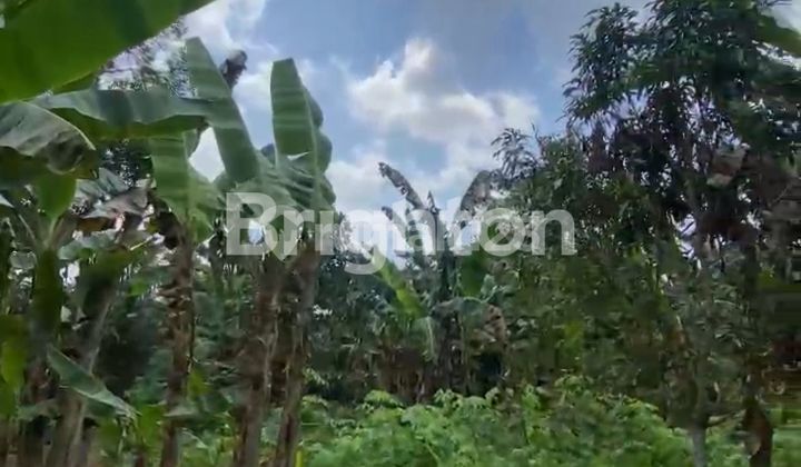 Tanah di Bayur Samarinda 1