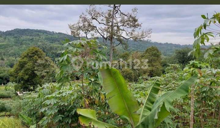 Jual Cepat Dibawah NJOP! Tanah Zona Kuning Cocok U/ Perum di Jonggol