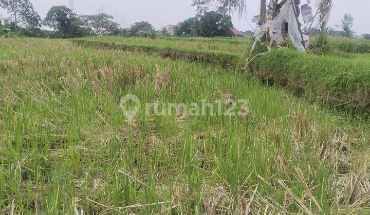 For Rent Exclusive Land In North Buduk, Currently A Highly Developed Area, Excellent For Creating Villa Lots, Because The Environment Is Very Comfortable And Quiet. For Rent Exclusive Land In North Buduk, Currently A Highly Developed Area, Excellent For Creating Villa Lots, Because The Environment Is Very Comfortable And Quiet.