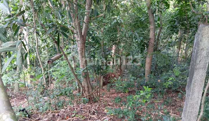 Land For Rent In Buwit Bordering Kaba Kaba And Nyanyi, With Views Of The Forest And River, Come On, Hurry Up And Get A Very Promising Investment Right Now In Bali