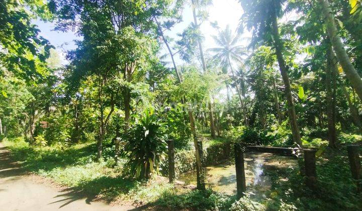 Tanah Pekarangan Luas 1662 Meter Persegi Lokasi Pangasih Kulon Progo dekat dengan kampus UNY dan UGM 1