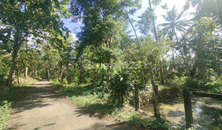 Tanah Pekarangan Luas 1662 Meter Persegi Lokasi Pangasih Kulon Progo dekat dengan kampus UNY dan UGM 2
