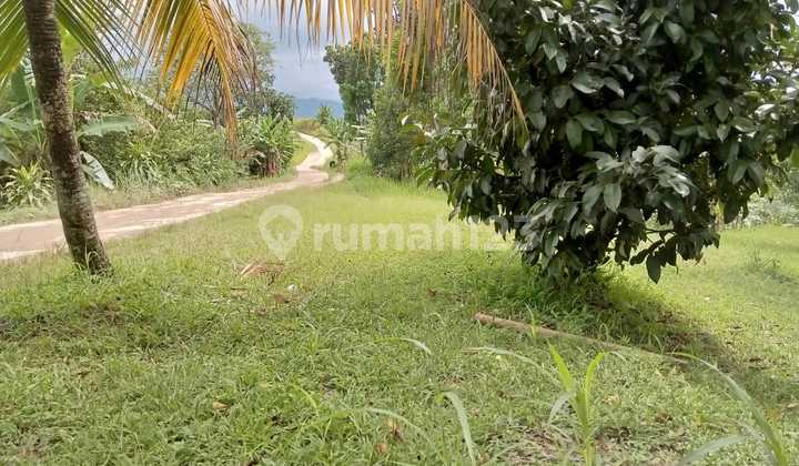 Tanah Dikavlingkan Puncak Bukit Hambalang Dekat Sentul City