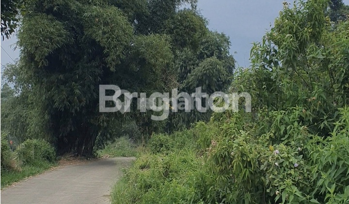 Dijual Cepat : Tanah Bagus Cipayung - Puncak