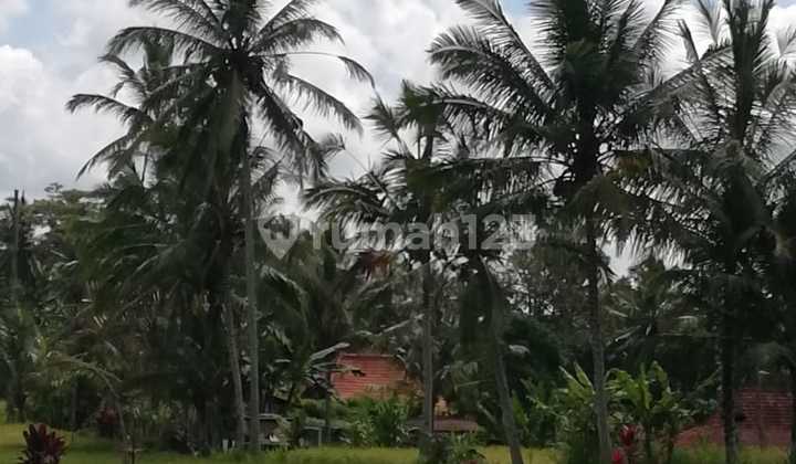 Dijual Tanah Lokasi Tegallalang Lingkungan Villa Dijual Tanah Lokasi Tegallalang Lingkungan Villa