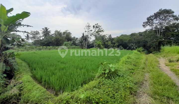 Dijual Sawah Luas 2.244 Meter Persegi - Lokasi Strategis Pandowoharjo Sleman Dijual Sawah Luas 2.244 Meter Persegi - Lokasi Strategis Pandowoharjo Sleman