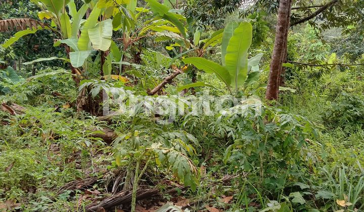  KEBUN DIPINGGIR JALAN  BATUPUTU BANDAR LAMPUNG