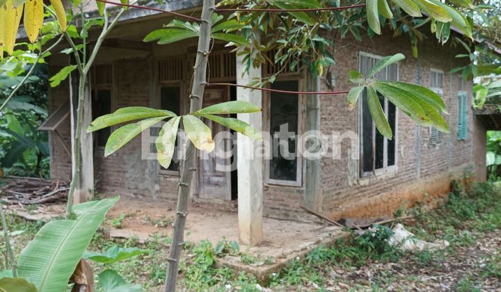 Kebun Di Pinggir Jalan Beserta Isinya Batu Putu Bandar Lampung 