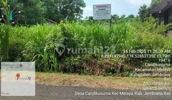 Tanah Sangat Luas Di Desa Candikesuma, Kec. Melaya, Jembrana, Bali
