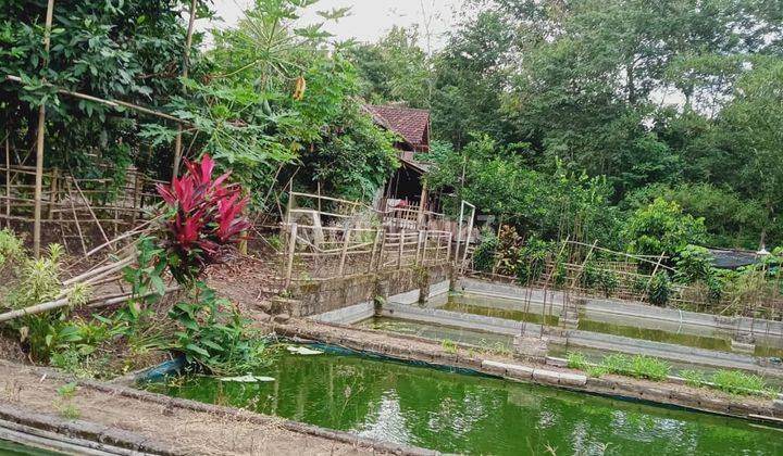 Dijual Rumah Dengan Pekarangan Yang Luas Di Desa Kayen, Trenggalek, Jawa Timur 2