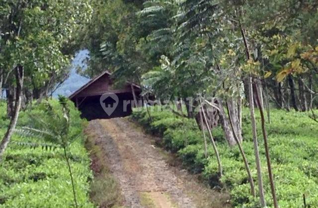 Dijual Tanah Luas di Wanayasa Purwakarta Jawa Barat Dijual Tanah Luas di Wanayasa Purwakarta Jawa Barat