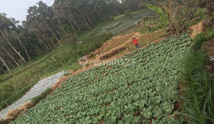 Tanah SHM Lokasi Strategis di Sarangan, Plaosan, Magetan 2
