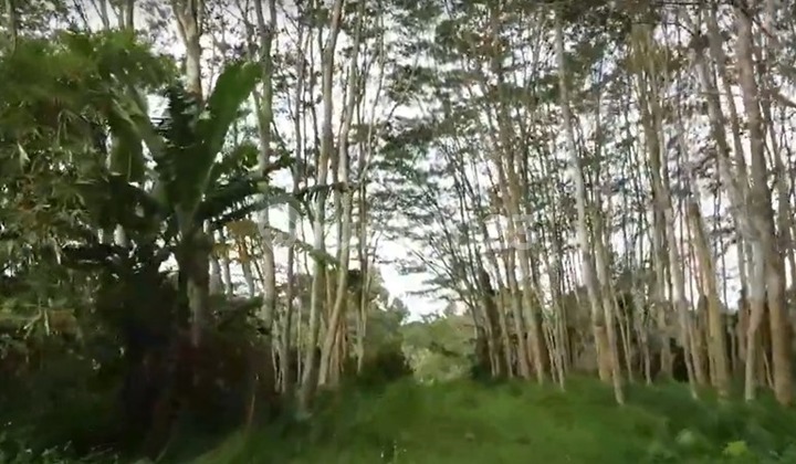 Tanah Komersil Cangkiran Dekat Bsb City  1