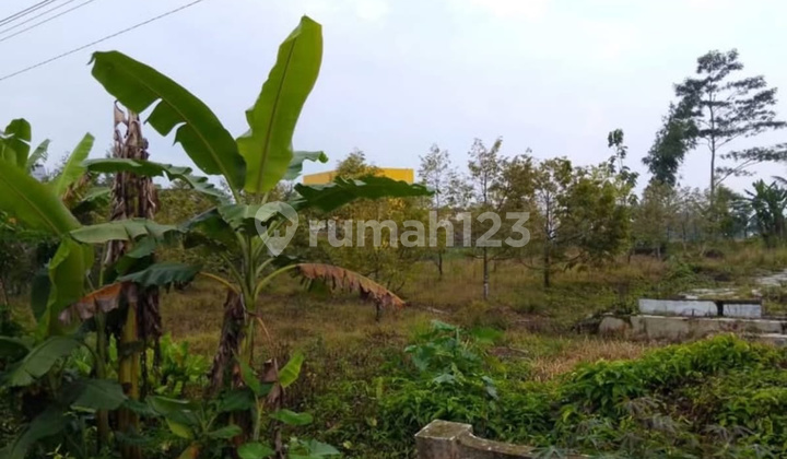 Tanah Kebun Produktif Pinggir Jalan Raya Cocok Investasi/ Bisnis