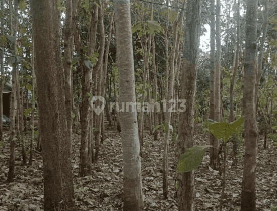 Tanah Pekarangan Luas Di Area Wisata Gunung Kidul 2