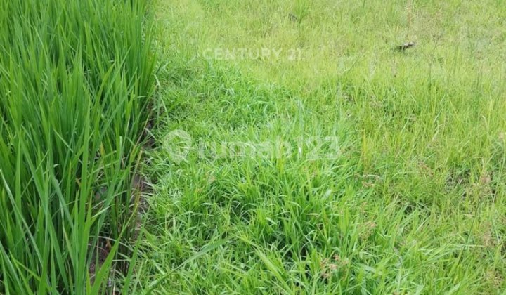 FOR SALE FAST RICE FIELD SHM STRATEGIC LOCATION IN SLEMAN YOGYA