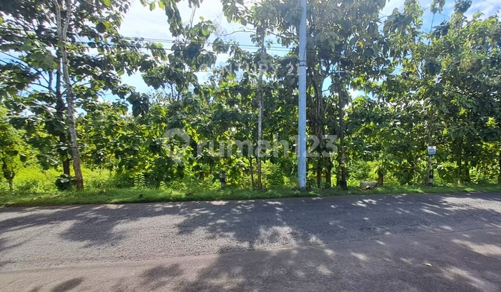 Tanah 1000m2 Hanya 500m Dari Kampus UNY Gunung Kidul Tanah 1000m2 Hanya 500m Dari Kampus UNY Gunung Kidul