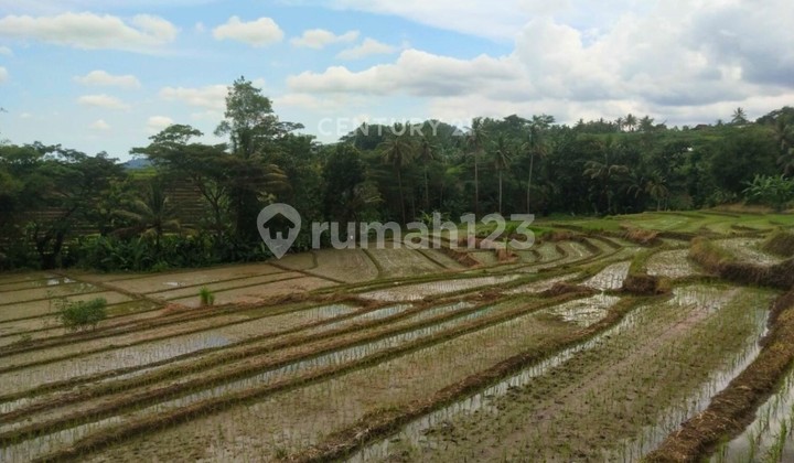 Tanah Luas 5900m2 Untuk Usaha Pertanian Di Kalibawang Kulon Progo 1