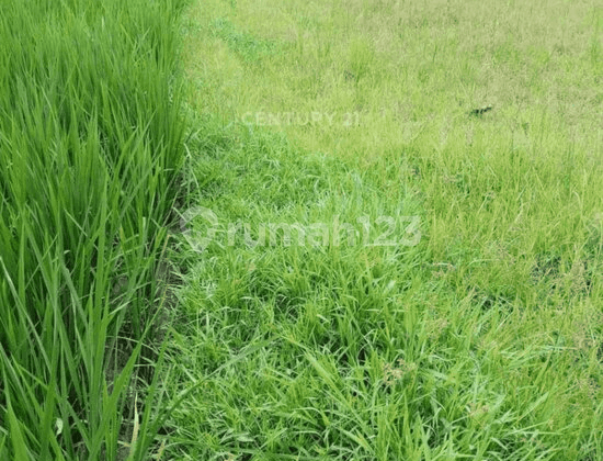 Disewakan Tanah Sawah SHM Lokasi Strategis di Sleman Disewakan Tanah Sawah SHM Lokasi Strategis di Sleman