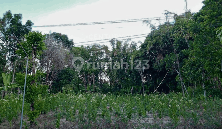 Cheap Land with an Area of 1531 M2 In Musuk Boyolali