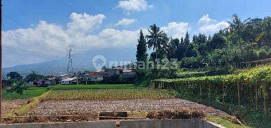 Kebon Kopi Ternak Ayam Sumber Air 700rb/m Shm Puxncak Cianjur Bogor Secara Lelang 2
