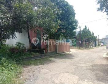 Pohon Mangga Reg. 380,1jt Lt145 Lb58 Shm Kt2 Km1 Luar Biasa Lelang 2