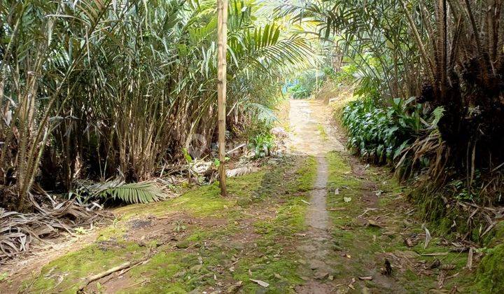 Dijual Cepat Kebun Salak Pondoh Manis Pangkalan 1 Subang Jawa Barat 2