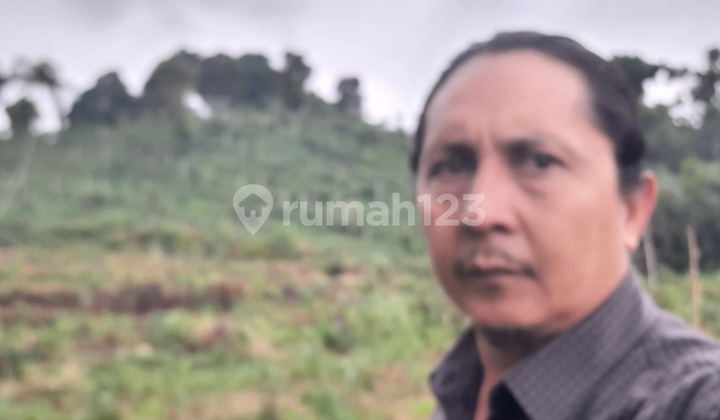 JUAL CEPAT TANAH KEBUN ALPUKAT DAN SALAK PONDOH MANIS CICEURI SAGALAHERANG SUBANG JAWA BARAT JUAL CEPAT TANAH KEBUN ALPUKAT DAN SALAK PONDOH MANIS CICEURI SAGALAHERANG SUBANG JAWA BARAT