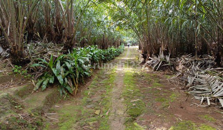 Dijual Cepat Kebun Salak Pondoh Manis Pangkalan 1 Subang Jawa Barat 1