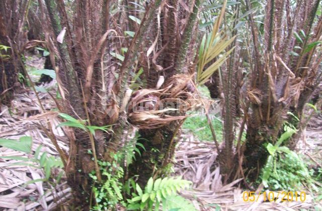 JUAL CEPAT TANAH KEBUN SALAK PONDOH MANIS CIKERIS 3 BOJONG PURWAKARTA
