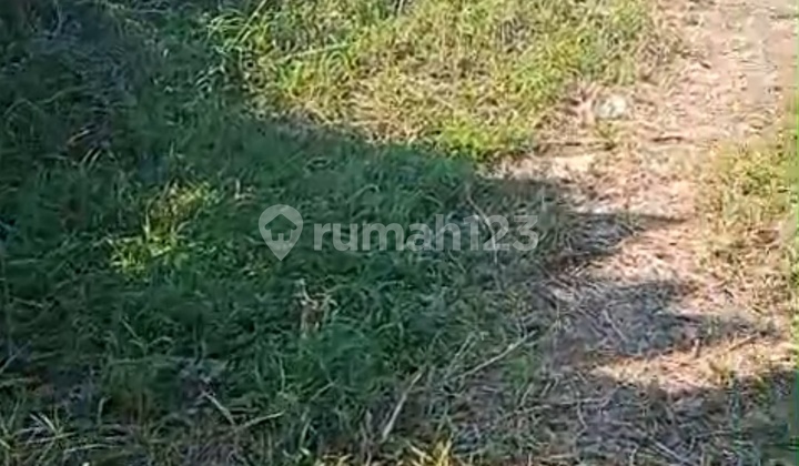 Tanah Kelating Tabanan Sdh Kuning 29 Are Rp 200 Jt/are