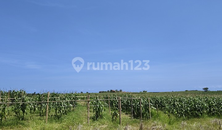 10'40 Are Near Beach Villa Area.klecung Tabanan Land in Klecung Right to Use 1040.0 m² 10'40 Are Near Beach Villa Area.klecung Tabanan Land in Klecung Right to Use 1040.0 m²