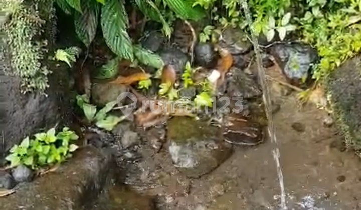 Phayangan Ubud Los Sungai Dan Mata Air Bw
