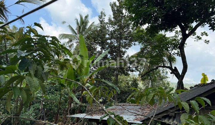 Kebun Aktif Di Tabanan Tanah Kebun Aktif Di Tabanan Tanah