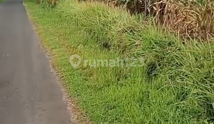 Ass Jual Tanah 33 Are Dekat Pantai Beraban Tbanan Ass Jual Tanah 33 Are Dekat Pantai Beraban Tbanan