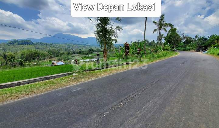 Kintamani Land For Sale With Frequent Rice Field And Mountain Views 36are @ IDR 80 Million / Are Kintamani Land For Sale With Frequent Rice Field And Mountain Views 36are @ IDR 80 Million / Are