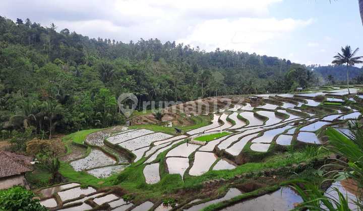 Jual Sawah Aktif Sdgn View Yg Indah 180 M2 Rp 27 Jt