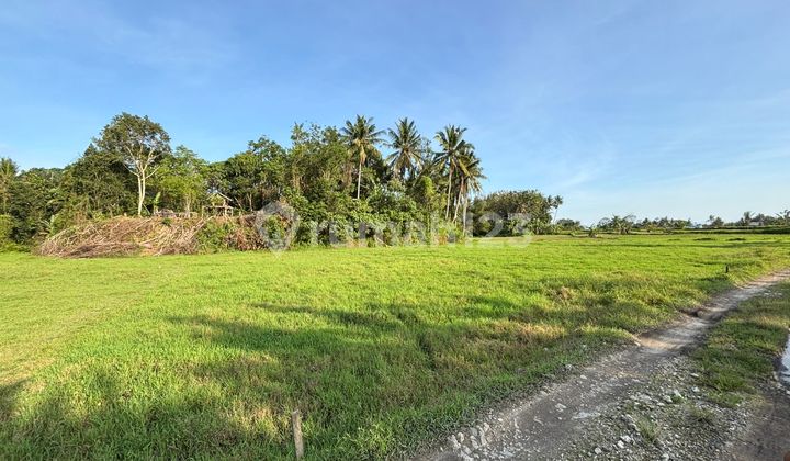 Tanah Ubud 10 Mnit Ke Central Ubud Luas 5 Are/ Rp 550 Jt/are