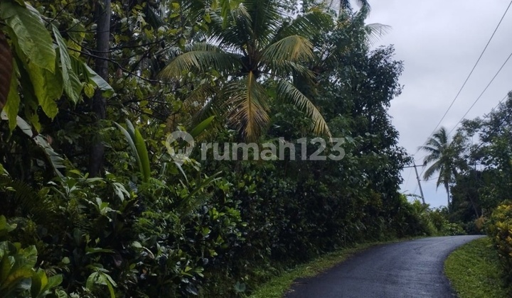 Jual Kebun .kopi.duren.manggis Rp Perare 15 Jt Di Tabanan Bali Ass Jual Kebun .kopi.duren.manggis Rp Perare 15 Jt Di Tabanan Bali Ass