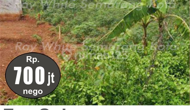 Tanah jual di tembalang dekat undip murah cocok untuk kos 2