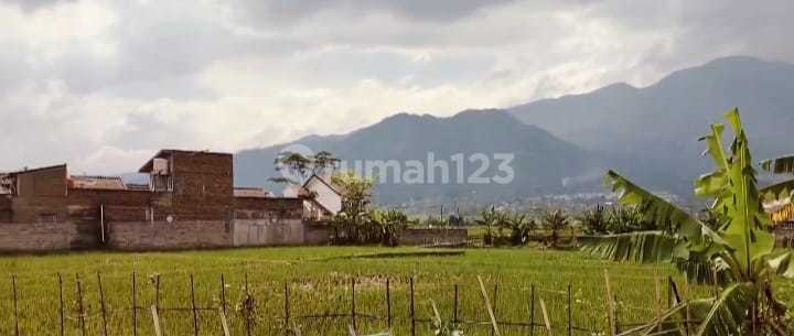 Cheap!! Large Mature Land in Rancabango Garut