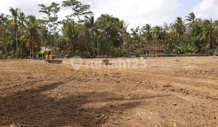 Dekat Pasar Ngijon Tanah Murah di Moyudan Sleman Dekat Pasar Ngijon Tanah Murah di Moyudan Sleman