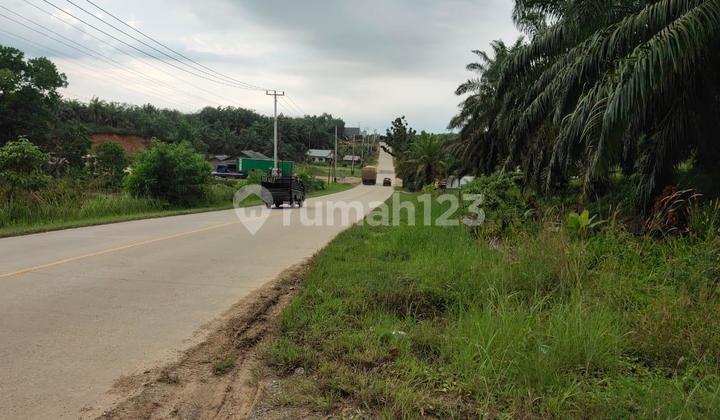 Dijual Tanah Jalan Lintas Timur Jambi Riau Dekat Pasar Lirik Dijual Tanah Jalan Lintas Timur Jambi Riau Dekat Pasar Lirik