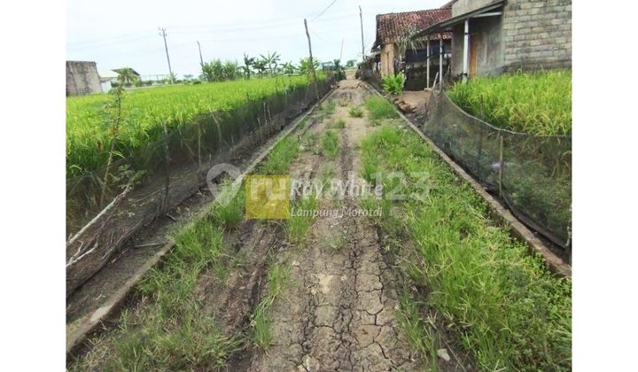 For Sale: Land with Swiftlet Building Bonus, Located in Rawajitu, Menggala, Tulang Bawang, LAMPUNG For Sale: Land with Swiftlet Building Bonus, Located in Rawajitu, Menggala, Tulang Bawang, LAMPUNG