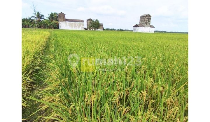 For Sale: Land with Swiftlet Building Bonus, Located in Rawajitu, Menggala, Tulang Bawang, LAMPUNG For Sale: Land with Swiftlet Building Bonus, Located in Rawajitu, Menggala, Tulang Bawang, LAMPUNG