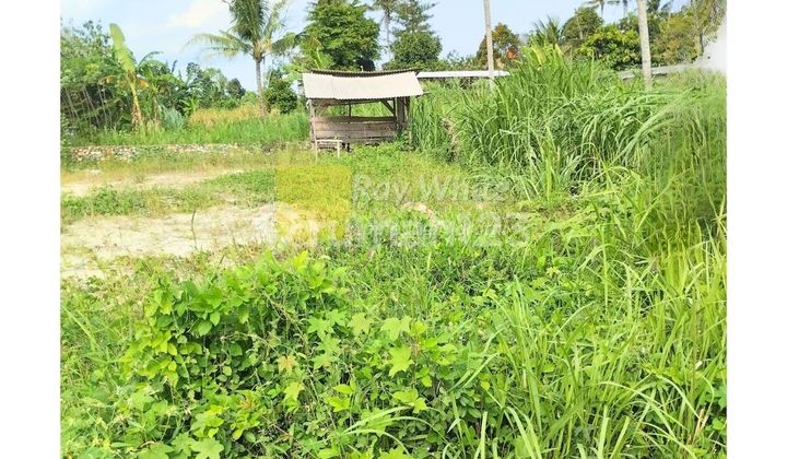 For sale teak land, Agung Karang, South Lampung, main road.