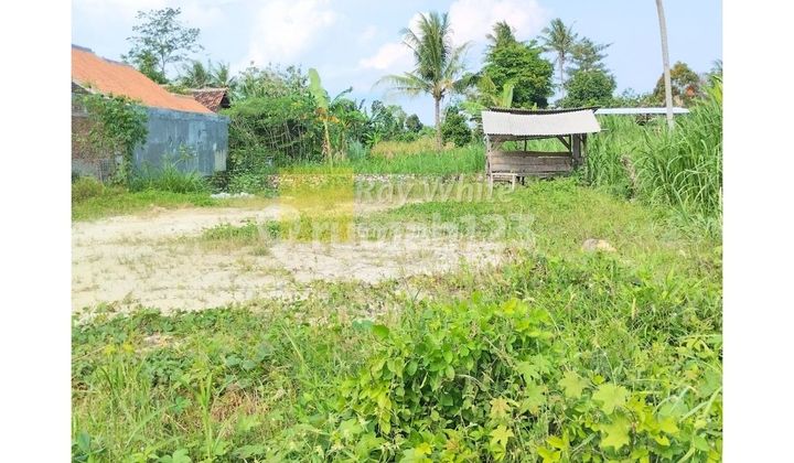 For sale teak land, Agung Karang, South Lampung, main road.