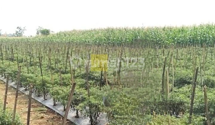 Dijual tanah lokais Tegineneng Pesawaran area perkebunan 60ribu per meter nego